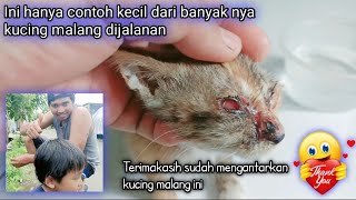 Masya Allah, Terharu Sekali Orang Ini Antarkan Kucing Kecil Yang Malang Untuk Ditolong 🙏 by Sahabat Meongers 606 views 2 months ago 13 minutes, 31 seconds