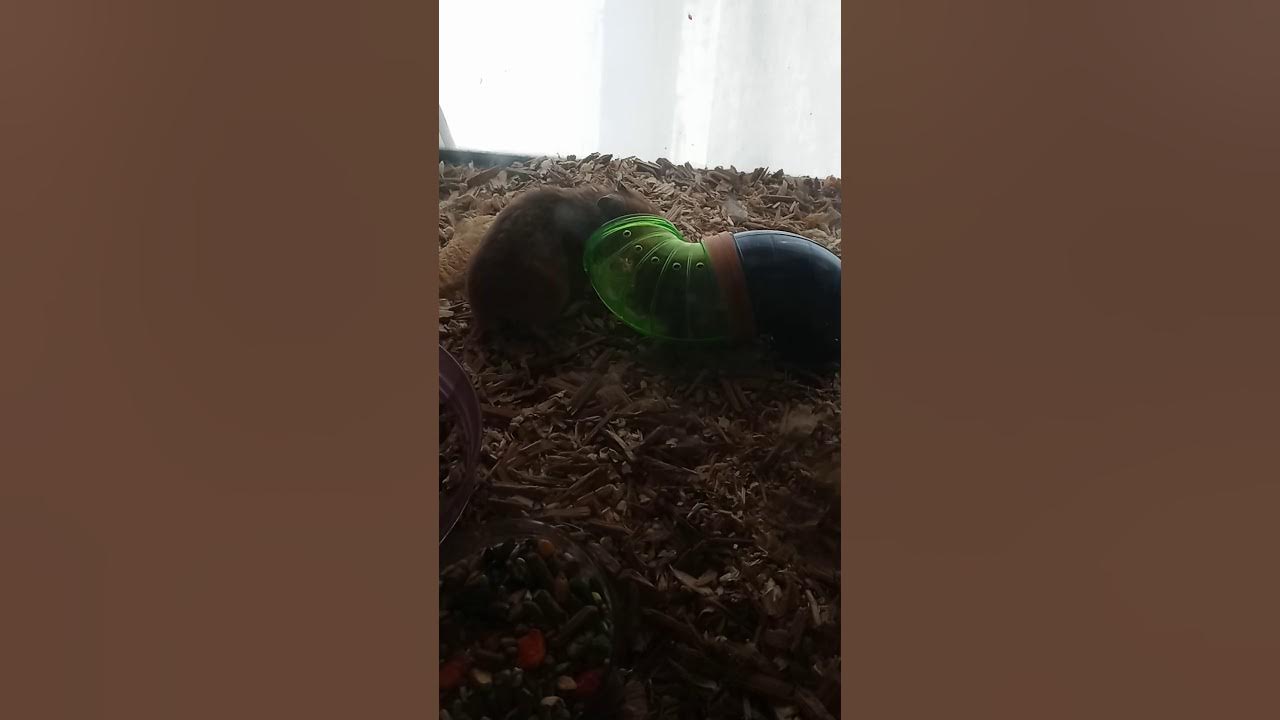 HAMSTERS FIGHT TO THE DEATH YouTube