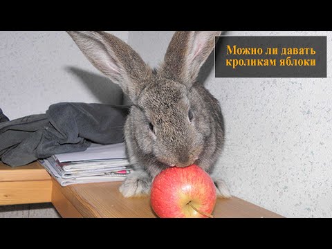Видео: Можно ли кроликам есть яблоки?