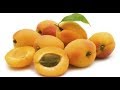 زراعة المشمش من البذور الطريقة الأسهل والأسرع والأروع  Cultivating apricots from seeds easiest