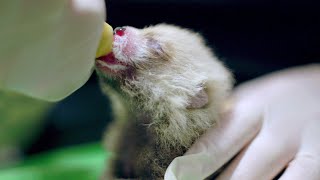 Baby Red Panda!!!