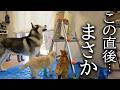 電気屋さんがエアコンの工事に来たら犬と猫がこうなっちゃいました...