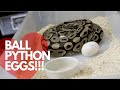 Breeding Ball Python pt5: Pulling Out Eggs/ Candling/ Ball Python Egg Tub and Incubation Set Up