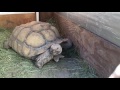 Outdoor DIY Sulcata Tortoise Housing In Cooler Climates Outdoor DIY Sulcata Tortoise Housing In Cooler Climates