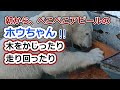 朝から、ぺこぺこアピールのホウちゃん💗木をかじったり走り回ったり【天王寺動物園】