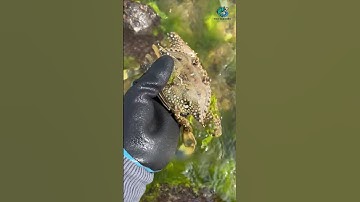 Ghẹ Bự | Review bắt hải sản #shorts #sanbathaisan