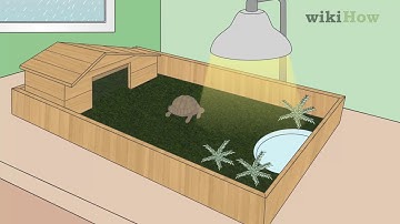 How to Care for a Tortoise