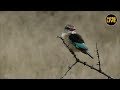 safariLIVE - Sunset Safari - May 10, 2019