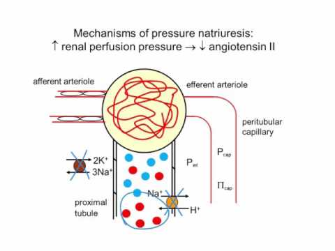 Pressure Natriuresis: The Basics
