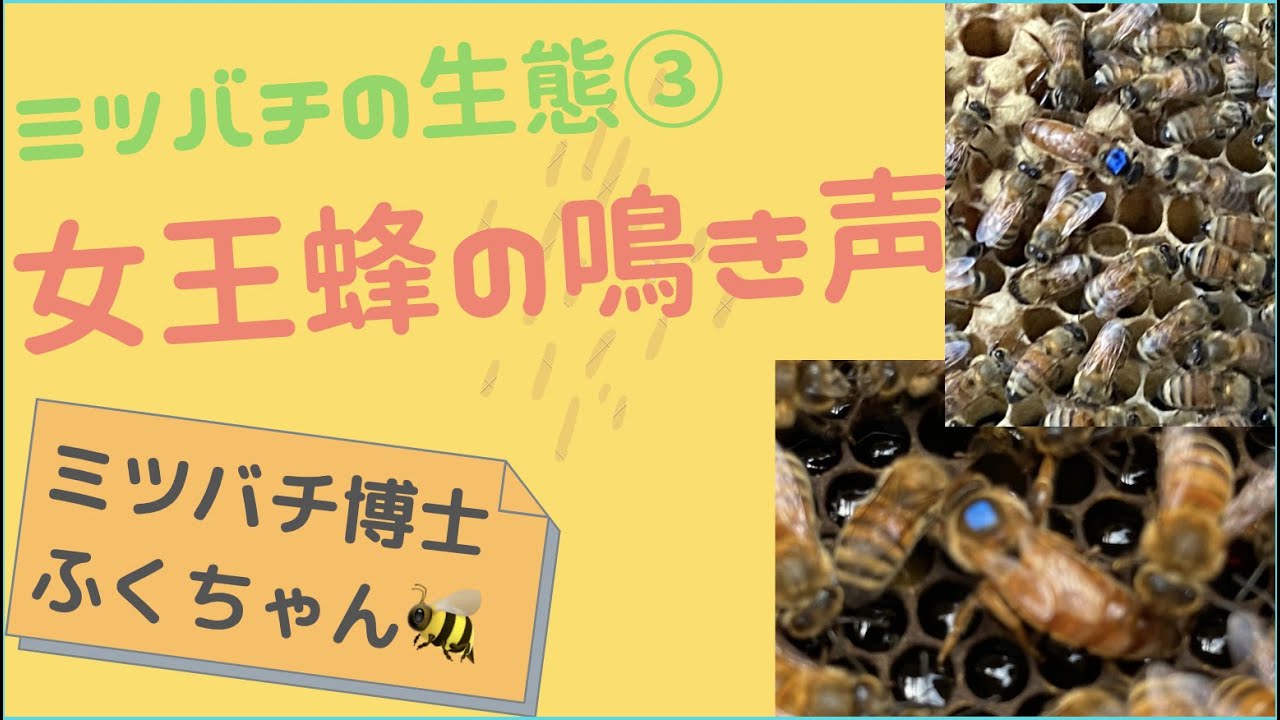 ミツバチ の生態 – ミツバチの生殖 – GFWBI