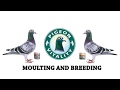 Moulting and breeding powder  a rich protein supplement for pigeons