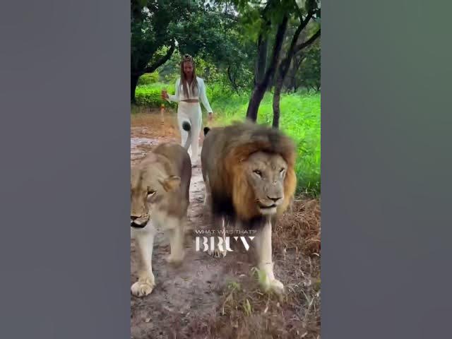 The Lion King In Real Life Walking Simba & Nala 😍🦁