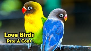 Love Birds as Pets: The Pros and Cons of Keeping Love Birds as Pet by Learn about Animals 107,278 views 1 year ago 10 minutes, 38 seconds