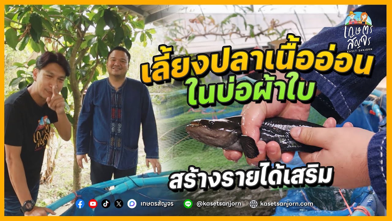 เลี้ยงปลาเนื้ออ่อนในบ่อผ้าใบ สร้างรายได้เสริม หลังจากทำงานประจำ | เกษตรสัญจร