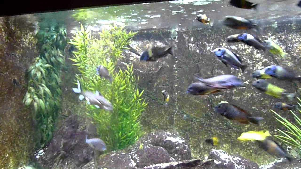 fish tank aquarium led