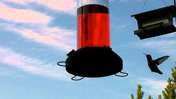 Ruby-Throated Hummingbird - Fantastic Video (Second in a Series) [HD]