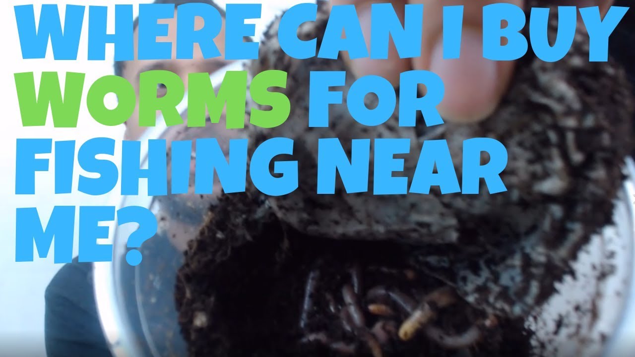 Where Can I Buy Worms For Fishing Near Me - Top Places To Find Live Fishing  Bait Worms Fast! 