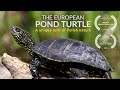 The european pond turtle a unique relic of polish nature