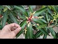 How to graft mango tree