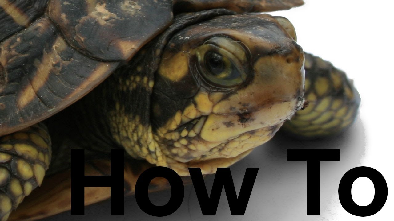How to Find a Turtle - YouTube
