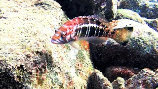 Cabrilla negra o cabrilla de tierra (Serranus atricauda, Günter, 1874), en el mar de Canarias