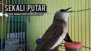 trucukan gacor ROPEL PANJANG buat pancingan trucukan agar bunyi JADIKAN burung trucuk gacor EMOSI