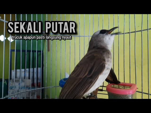 trucukan gacor ROPEL PANJANG buat pancingan trucukan agar bunyi JADIKAN burung trucuk gacor EMOSI class=