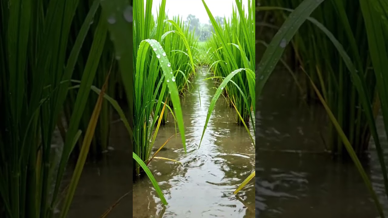 Rain with Water Puddles in the Rice Fields 