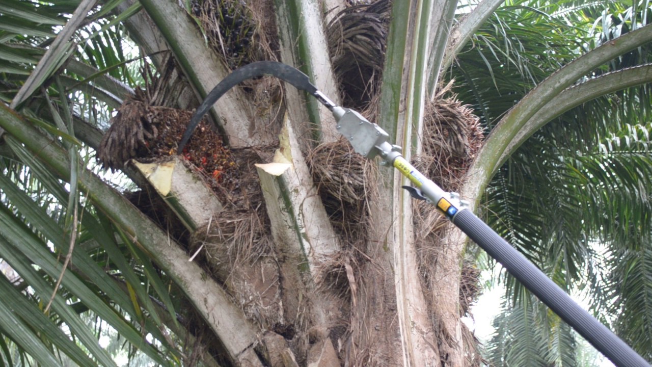 palm king sickle