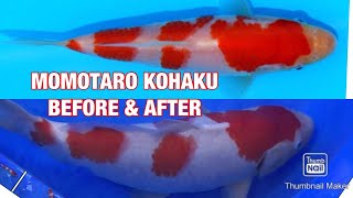 Momotaro kohaku koi fish growth before & after