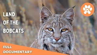 Land of the Bobcats | Full Documentary