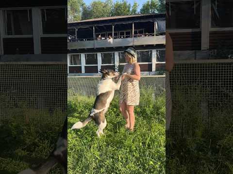 Моя любимая булочка🥰 #dogs #animals #dog #doglife #dogshorts #собака #животные #метис #юмор