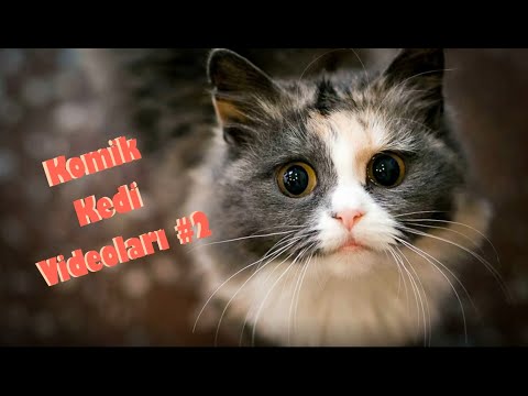 Komik Kedi Videoları - 2