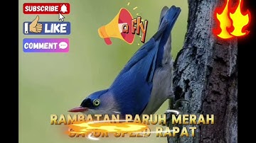 Rambatan paruh merah gacorspeedrapat #kicaumania #kicaumaniaindonesia #kicaumanianusantara #rambatan