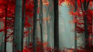 Autumns Kingdom - Autumns Kingdom
Raw atmospheric/melancholic black metal from Podolsk, Russia
One man project BM (Annorkoth)
Song from Demo II
Year: 2013
Autumns Kingdom was born in autumn 2012. One demo was recorded, and the writings for the full-length have started but later the project was laid to rest. In January 2013, second demo was published with 2 songs which were prepared for the full-length and the project went on-hold. But a little bit later, in February 2013, the project became active.
The main theme of the project is autumn and everything whatever relates to it.
All rights reserved to Autumns Kingdom
Facebook: https://www.facebook.com/AutumnsKingdom
Artwork by: © ildiko-neer- All rights reserves to the respective artist
Check out the gallery: http://ildiko-neer.deviantart.com/ Autumns Kingdom - Autumns Kingdom