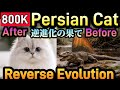 #17【Persian cat The Reverse Evolution 逆進化】King of Cat ペルシャ猫 Guided by Majestic Music