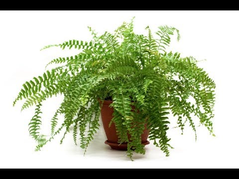 How to Propagate Boston Fern plant/How to divide fern plant!!!
