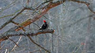 Pileated woodpecker working