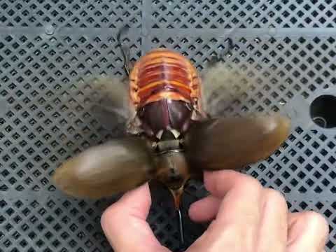 Elephant beetle (Megasoma