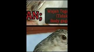 Tips cara membedakan cigun jantan dan betina dari om agung anjara