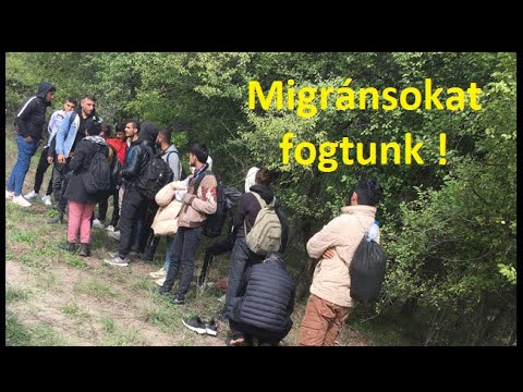 Videó: Hol találhatók az erdős táborok?