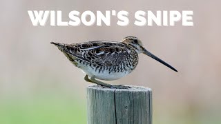 The Elusive Wilson's Snipe