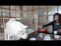 【秋田犬げんき】さすがにお姉さんはお婆さんより素早い【akita dog】