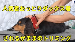 Dachshund Grooming おっとりダックス君されるがままのトリミング