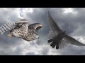 ястриб Тетеревятник атакует голубей. Goshawk attacking pigeons