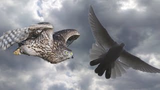 ястриб Тетеревятник атакует голубей. Goshawk attacking pigeons