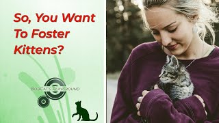 So, You Want To Foster Kittens?