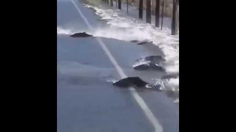 Ничего необычного. Просто лосось переходит дорогу // Nothing unusual.Just a salmon crossing the road