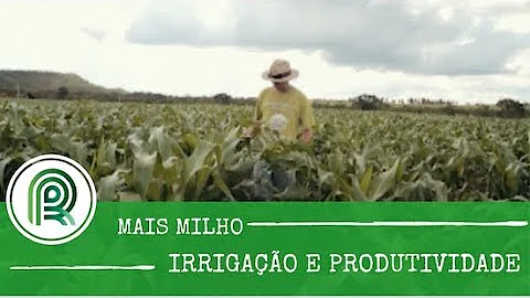 Qual a média de sacas de milho por hectare?