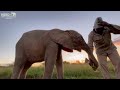 Khanyisa heads off in her own direction & Limpopo hurries to collect her | A walk with the elephants